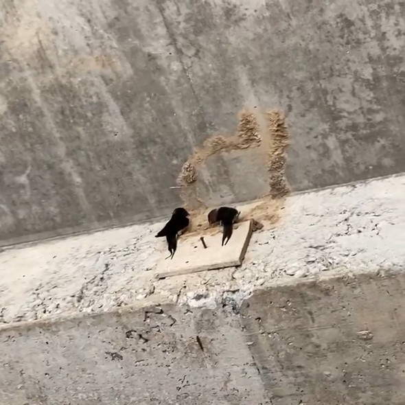 ツバメ夫妻が新居の相談をしている様子