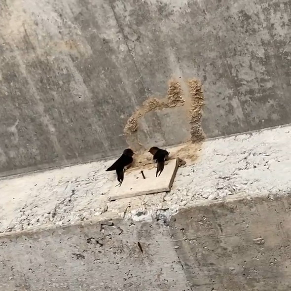 ツバメ夫妻が新居の相談をしている様子