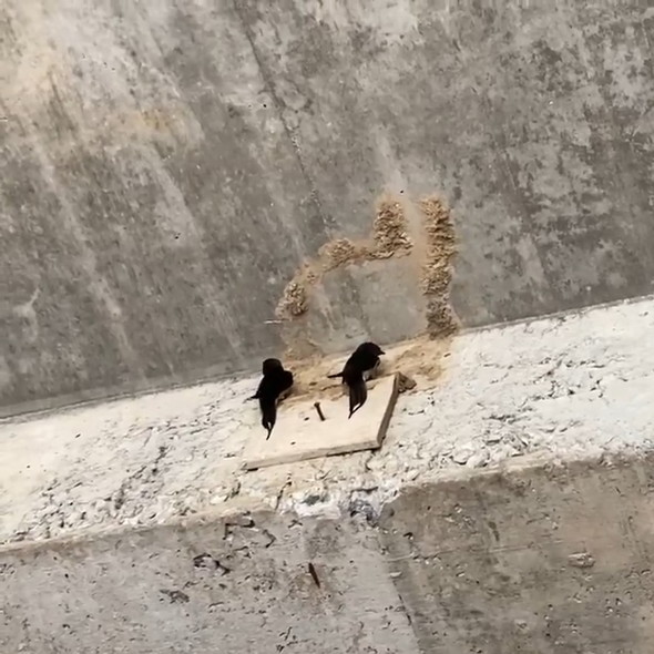 ツバメ夫妻が新居の相談をしている様子