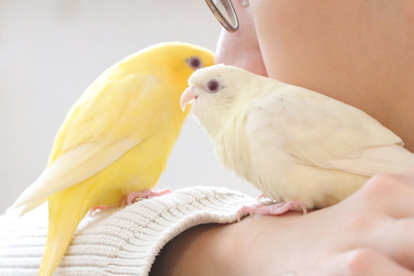 サザナミインコ