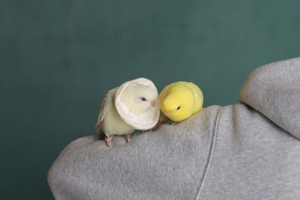 サザナミインコ