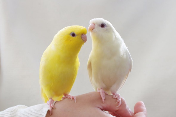 サザナミインコ