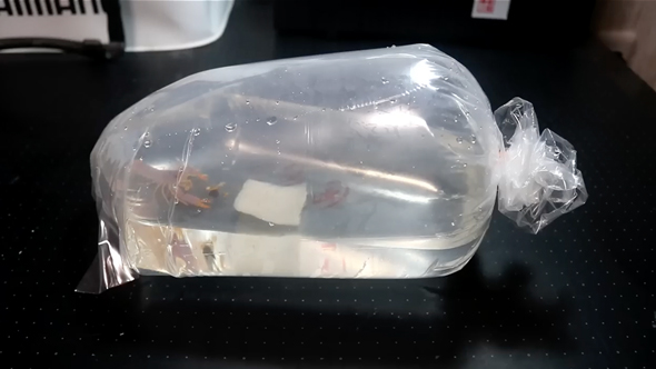 パープルリーフロブスターの飼育の記録