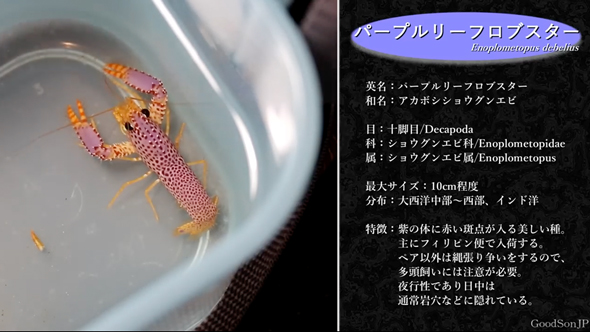 パープルリーフロブスターの飼育の記録