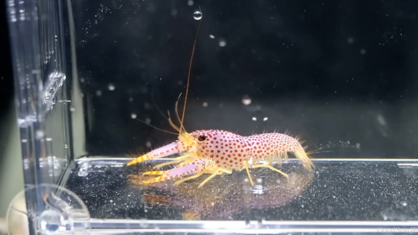 パープルリーフロブスターの飼育の記録