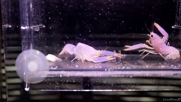 パープルリーフロブスターの飼育の記録