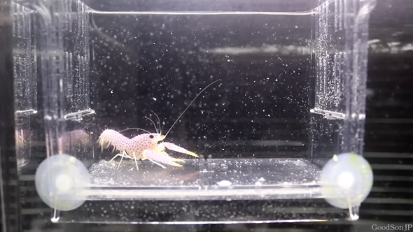 パープルリーフロブスターの飼育の記録