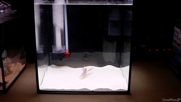 パープルリーフロブスターの飼育の記録