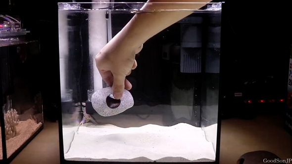 パープルリーフロブスターの飼育の記録