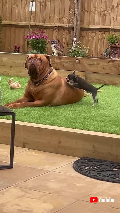 遊びの誘いを無視する大型犬