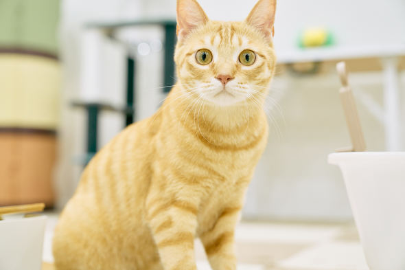 【PR】 ライオンペット 獣医師開発 ニオイをとる砂専用 猫トイレ 