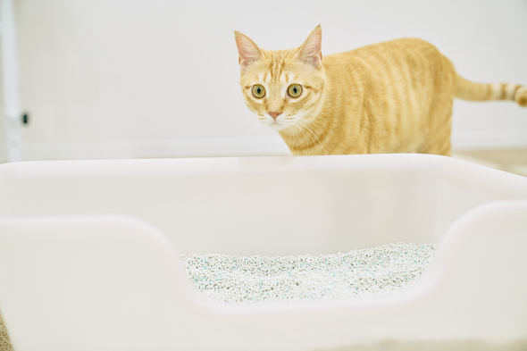 【PR】 ライオンペット 獣医師開発 ニオイをとる砂専用 猫トイレ 