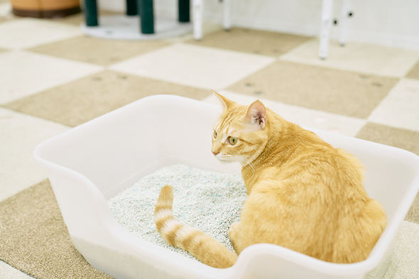 【PR】 ライオンペット 獣医師開発 ニオイをとる砂専用 猫トイレ 