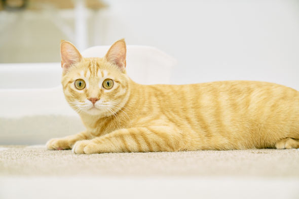【PR】 ライオンペット 獣医師開発 ニオイをとる砂専用 猫トイレ 