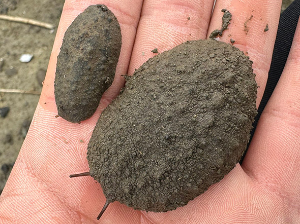 ヤベガワモチとセンベイアワモチトリミング