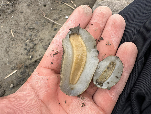 ヤベガワモチとセンベイアワモチ裏側