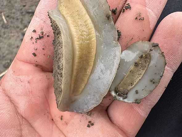 ヤベガワモチとセンベイアワモチ裏側アップ