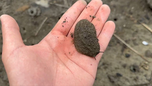 移動するヤベガワモチ2