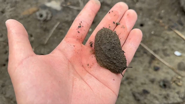 移動するヤベガワモチ3