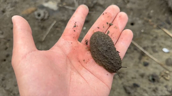 移動するヤベガワモチ4