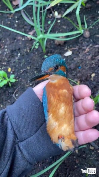 女性の手に収まったカワセミ