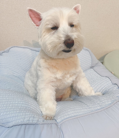 GWに人間の相手をして疲れ果てたワンコ