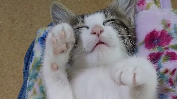 保護猫