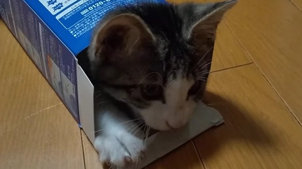 保護猫