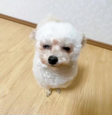 耳を自由にパタパタと動かして飼い主をびっくりさせるトイプードル