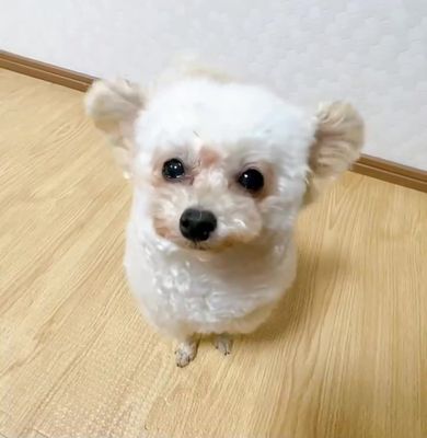 耳を自由にパタパタと動かして飼い主をびっくりさせるトイプードル
