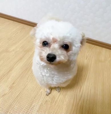 耳を自由にパタパタと動かして飼い主をびっくりさせるトイプードル