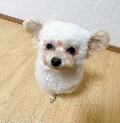 耳を自由にパタパタと動かして飼い主をびっくりさせるトイプードル
