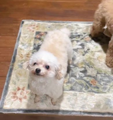 しっぽを振って仕事から帰ってきた飼い主をお出迎えするトイプードルたち