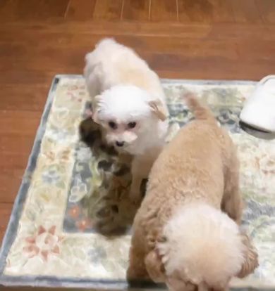 しっぽを振って仕事から帰ってきた飼い主をお出迎えするトイプードルたち