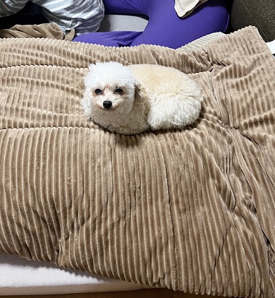 こたつを片付けられて飼い主に怒っているトイプードル