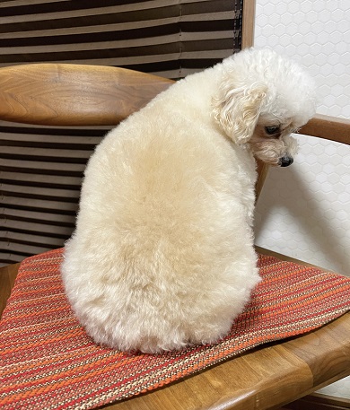 歯磨きを拒否して飼い主に背を向けるトイプードル