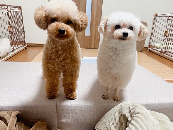 姉妹そろって飼い主にごはんを要求するトイプードルたち