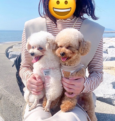 飼い主と一緒にお出かけして、満面の笑顔になるトイプードルたち