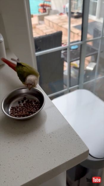 ごはんを落とすオウム