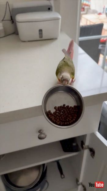 ごはんを落とすオウム