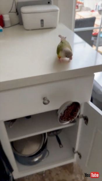 ごはんを落とすオウム