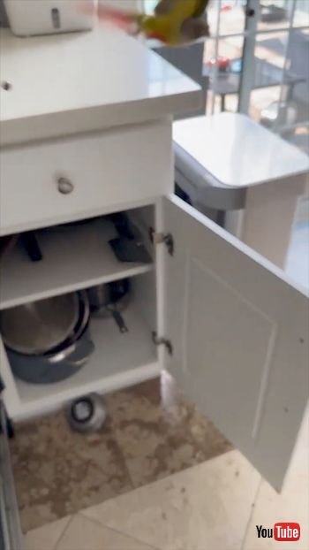 ごはんを落とすオウム