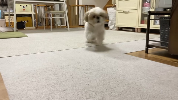 トリミングしてもらうシーズーのワンコ