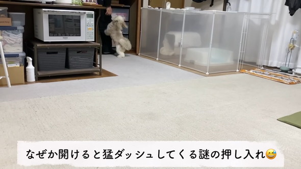 トリミングしてもらうシーズーのワンコ