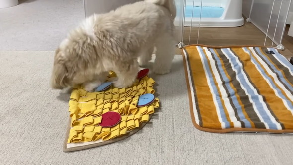 トリミングしてもらうシーズーのワンコ