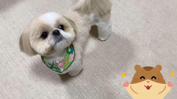 トリミングしてもらうシーズーのワンコ