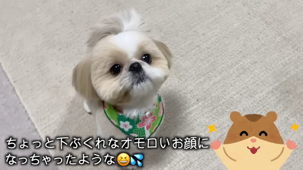 トリミングしてもらうシーズーのワンコ