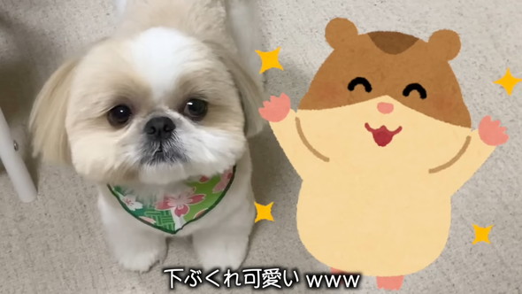 トリミングしてもらうシーズーのワンコ