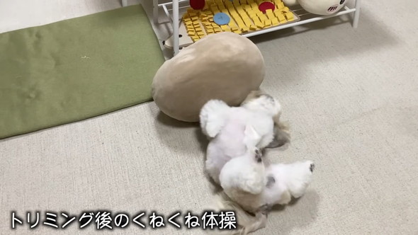 トリミングしてもらうシーズーのワンコ