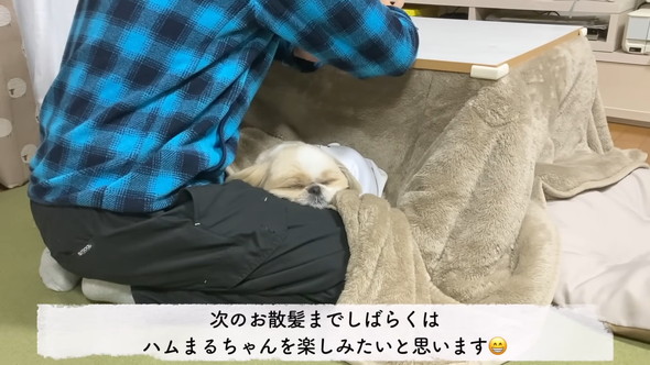 トリミングしてもらうシーズーのワンコ